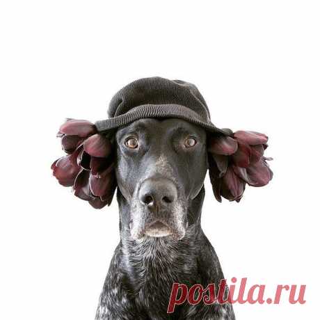 Из серии Мой хозяин идиот. Samuel Jurcic фотографирует своего пса и выкладывает снимки в инстаграм. / Занимательная реклама