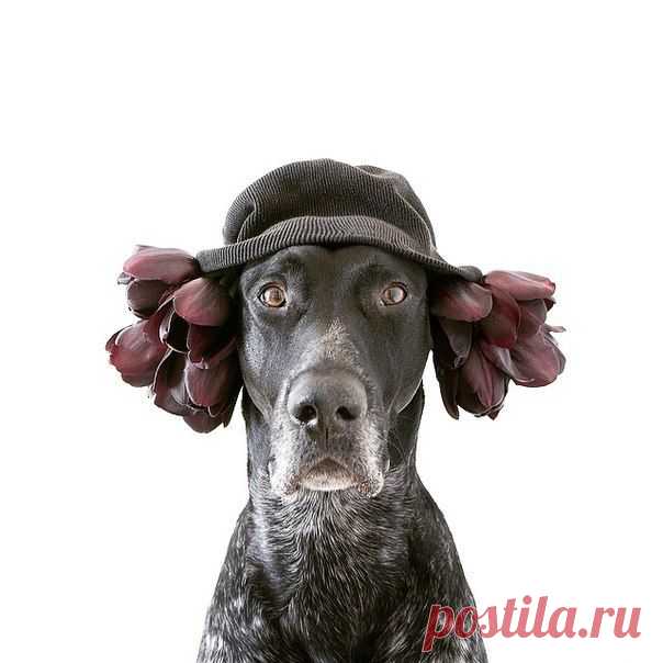 Из серии Мой хозяин идиот. Samuel Jurcic фотографирует своего пса и выкладывает снимки в инстаграм. / Занимательная реклама