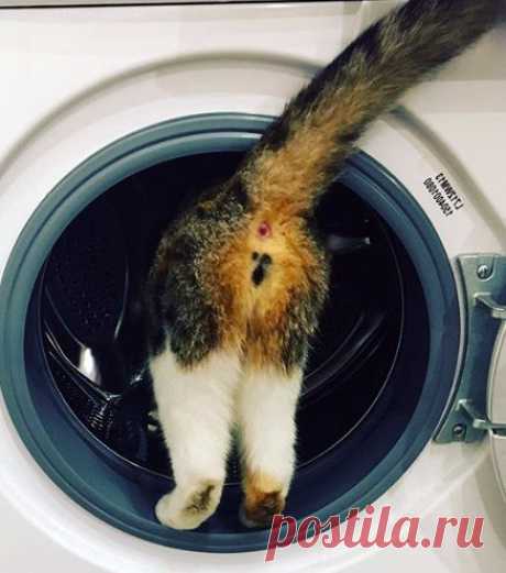 Кошка повернулась к тебе попой? Гордись! | Зверополис | Яндекс Дзен