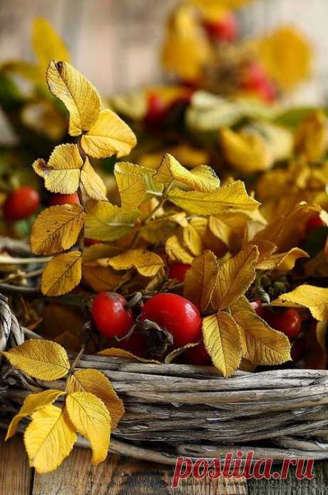 autumn,  
flickr от Oxa-nna   |   Найдено на сайте flickr.com.
