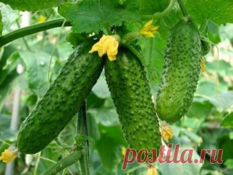 Уловки хитрецов ради вкусных огурцов