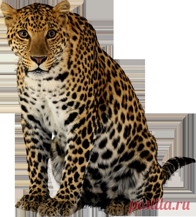 леопард