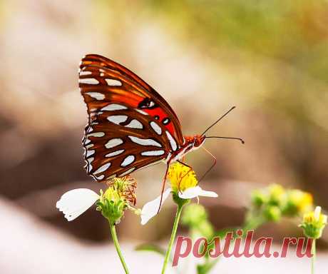 (1) Lizartphotogallery.com - Главная