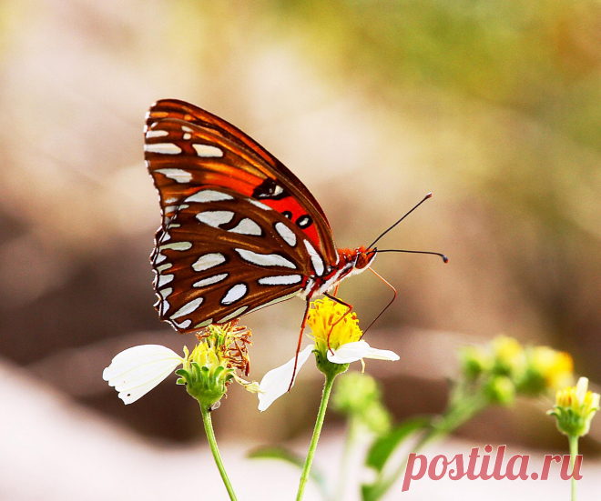 (1) Lizartphotogallery.com - Главная