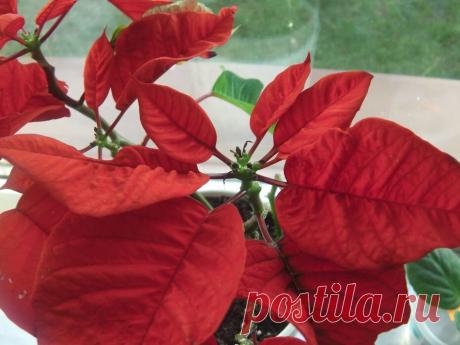 Если пуансеттия не хочет цвести, использую для стимуляции обычный черный пакет для мусора | Собираем урожай | Яндекс Дзен