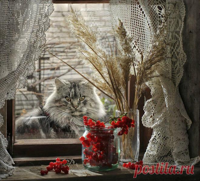 Фотограграф Светлана Павловская. Натюрморты для души и настроения.