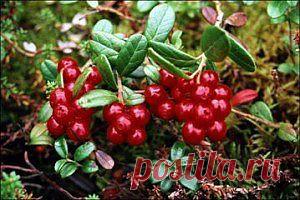 Брусника обыкновенная &#8212; лесной доктор | Самые популярные и самые вкусные рецепты с видео