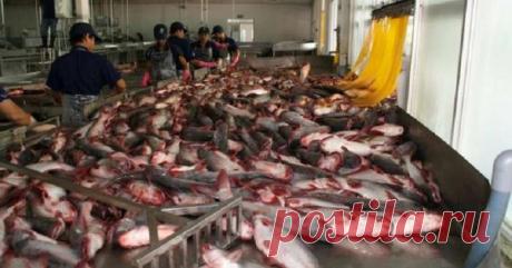 Эта рыба — яд в чистом виде: 60 % населения планеты ежедневно наносит колоссальный ущерб здоровью! — Домашний уют