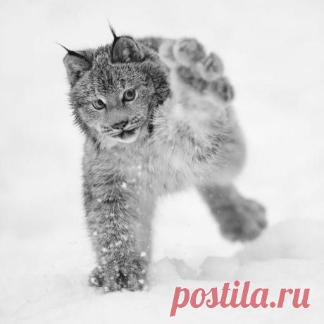 Эти забавные животные