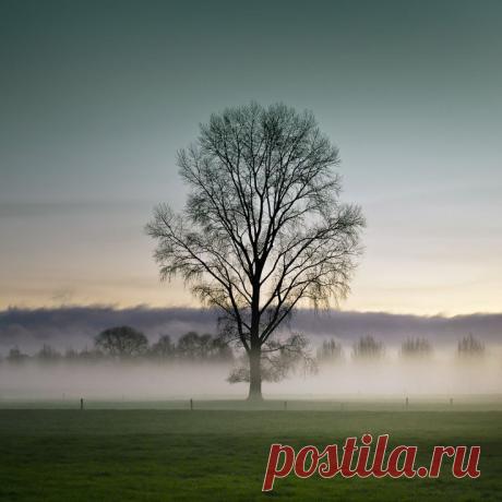 Misaki S  Tree &amp; Path