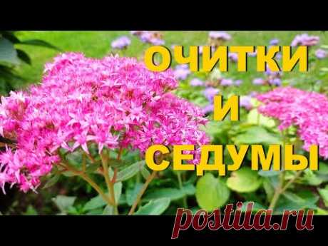 Необычные ОЧИТКИ  и  СЕДУМЫ. Нестандартное применение в дизайне сада. Живой ковер из почвопокровных.