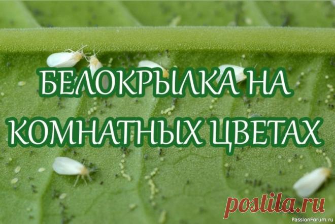Белокрылка на комнатных цветах: как бороться? Белокрылка любит фуксию, плумерию, паслен, абутилон, иногда появляется на ахименесах и гибискусах. Следы её пребывания — светло-коричневые мелкие точки, они часто видны невооруженным глазом. Через некоторое время на пораженных листьях может поселиться сажистый гриб, и они...
