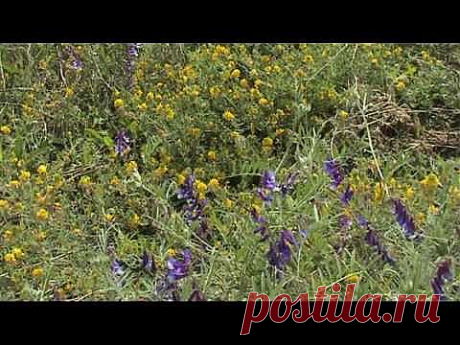 Летние пейзажи - YouTube