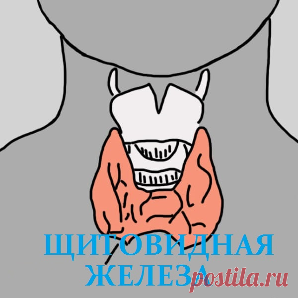 12 признаков того, что надо проверить щитовидную железу. Скрытый враг — гипотиреоз.
