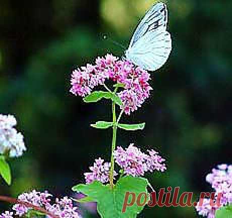 Зеленая косметика. Florets.ru