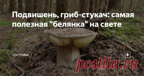 Подвишень, гриб-стукач: самая полезная "белянка" на свете Есть на свете такой гриб - подвишень. Сам по себе довольно бессмысленный. Но наткнешься, бывало, на знакомые белые шляпки, и тихонько улыбнешься в усы. Люди могут спросить, а что тут такого - гони улыбку прочь! Ты уже знаешь - что. Через неделю ты придешь сюда за белыми. А вот другим  это знать не обязательно. Таков наш скромный "белоуказчик". Предтеча белого гриба. Основой для этой статьи послужила пара пустяков. В...