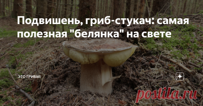 Подвишень, гриб-стукач: самая полезная 