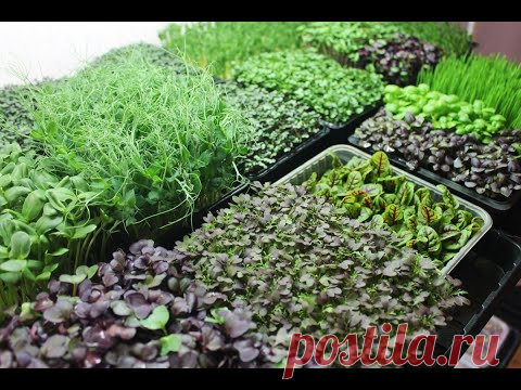Микрозелень. Лучший способ выращивания дома. - YouTube