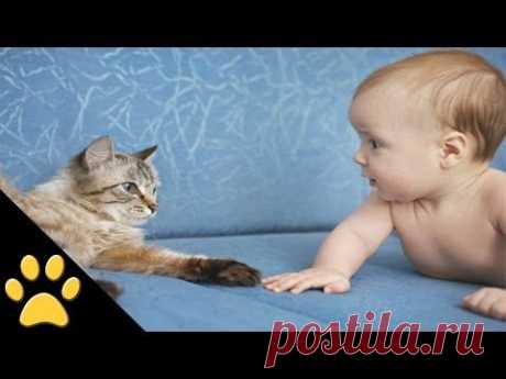 Cute Cats And Adorable Babies: Compilation