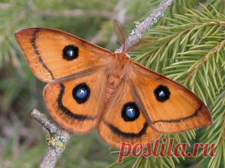 Рыжая павлиноглазка, или рыжий ночной павлиний глаз (Aglia tau) получил своё латинское название из-за того, что на каждом крыле этой рыжей бестии есть белое пятнышко в виде греческой буквы тау на фоне фиолетового круга. Английское имя - Tau Emperor