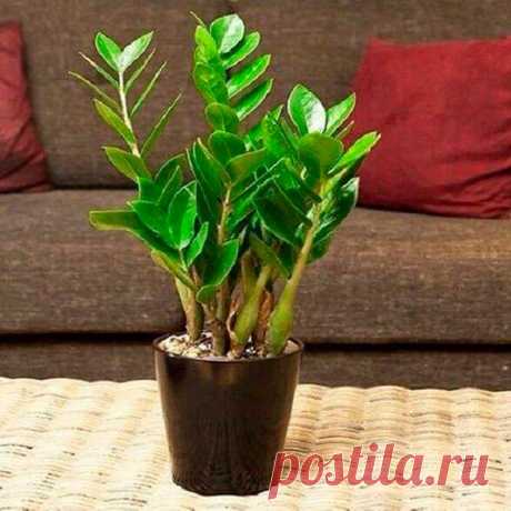 Комнатное растение Замиокулькас (Zamioculcas). Это редкое растение получило свое название благодаря своему внешнему виду, напоминающему растения из рода Замия. Толстые прямостоящие мясистые стебли замиокулькаса, покрытые глянцевыми яйцевидными листьями, сразу привлекают к себе внимание. Его родина - Восточная Африка, Занзибар, Мадагаскар. Высота растения в домашних условиях может достигать 1 м, хотя растет замиокулькас медленно. Цветение в этих условиях происходит в основном у старых экземпляров