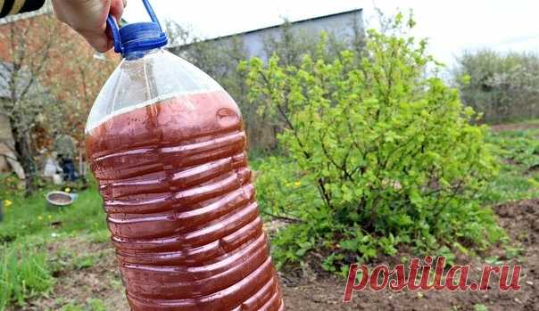 После сбора смородины, кладу под каждый куст народную подкормку. — Сад Заготовка