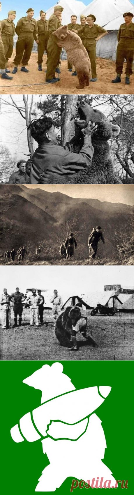 Невероятная история боевого медведя