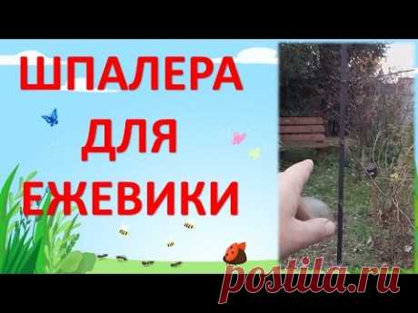 ШПАЛЕРА ДЛЯ ЕЖЕВИКИ. Как выращивать ежевику. Как сделать шпалеру для ежевики.