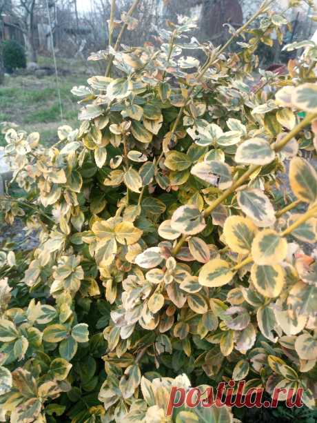 Бересклет Форчуна «Эмеральд н Голд», «Изумруд и золото» (Euonymus fortunei «Emerald`n Gold»)