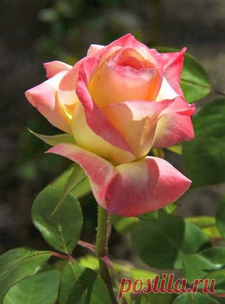 cilene vasconcellos - Google+  |  Pinterest • Всемирный каталог идей