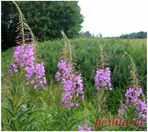 Иван – чай. Полезные свойства. Противопоказания. Как сушить. Фото