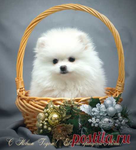Елена Полярная