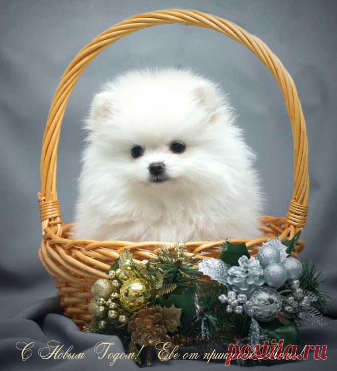 Елена Полярная