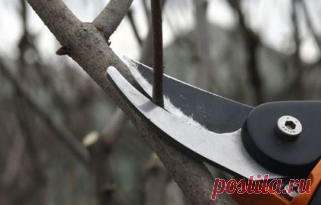 Мероприятия по защите яблони и груши | Уход за садом (Огород.ru)