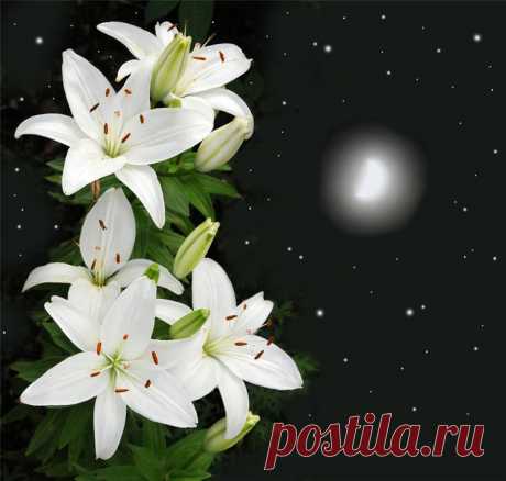 Кейт Логран и ее цветы на фоне звездного неба