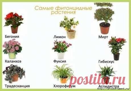 Цветы,которые должны стоять в детской комнате.