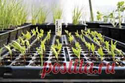 Календарь огородных и садовых работ. - Садоводка