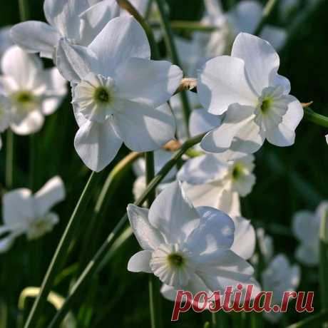 Narcissus 'Xit' The tiny white blossoms of this Small-cupped, Miniature Daffodil measure less than 2″ wide. Lovely flowers of 'Xit' have exquisite detail.