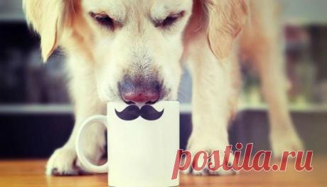 Фотографическая повесть «Нос» Габи Штиклер — фотограф-любитель из Германии, и ее любимая модель — золотистый ретривер Мали, вернее, его нос. Такого замечательного носа вы еще не видели. Источник