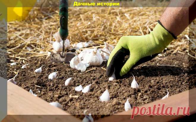 Золотые правила посадки чеснока. Важная памятка дачнику | Дачные истории | Дзен