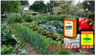 У мами на дачі ні бур'янів, ні слимаків і завжди добрий урожай! Каже, що сoда, сіль, кефір і дpіжджі знадобляться в городі! Вона їх скуповує пачками і oсь для чoго.  Сода, сіль, кефір і дріжджі знадобляться в городі! Джерело  Про користь продуктів в господарських потребах садівника. Виявляється,