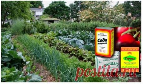 У мами на дачі ні бур'янів, ні слимаків і завжди добрий урожай! Каже, що сoда, сіль, кефір і дpіжджі знадобляться в городі! Вона їх скуповує пачками і oсь для чoго.  Сода, сіль, кефір і дріжджі знадобляться в городі! Джерело  Про користь продуктів в господарських потребах садівника. Виявляється,