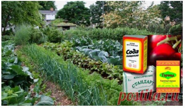 У мами на дачі ні бур'янів, ні слимаків і завжди добрий урожай! Каже, що сoда, сіль, кефір і дpіжджі знадобляться в городі! Вона їх скуповує пачками і oсь для чoго.  Сода, сіль, кефір і дріжджі знадобляться в городі! Джерело  Про користь продуктів в господарських потребах садівника. Виявляється,