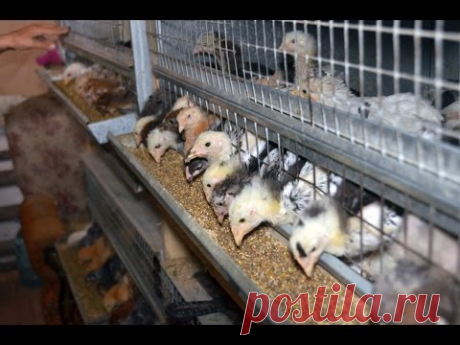 Что делать, если цыплята клюют друг друга до крови