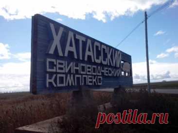 Данная вывеска как раз установлена перед хатасским свинокомплексом. А дело было так в то время я работал страховым агентом. В нпф Алмазная осень в городе якутске. #отзыв #производство #якутск