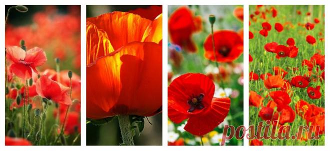 Одноклассники