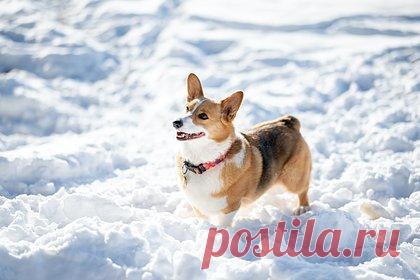 В Челябинске проведут парад корги. Традиционный парад вельш-корги состоится в новогодние праздники в Челябинске. По информации издания, более 60 владельцев собак выйдут на так называемую «коржовку» — совместную прогулку, где собираются десятки хозяев и их питомцев. Отмечается, что все животные прибудут на место в маскарадных костюмах.