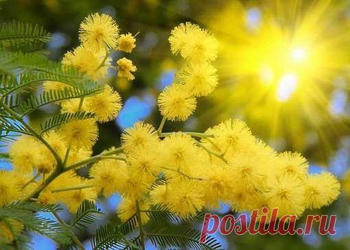 Тишина в гардинах заблудилась...Запах кофе будоражит нос..И ВЕСНА.мурлыча.пробудилась огоньками солнечных мимоз...