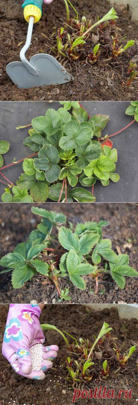 Как ухаживать за клубникой весной на Supersadovnik.ru