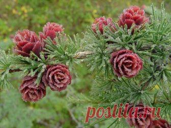 Полярная роза. Так цветет лиственница. Её шишки краснеют раз в 2-3 года. Якутия, Саха